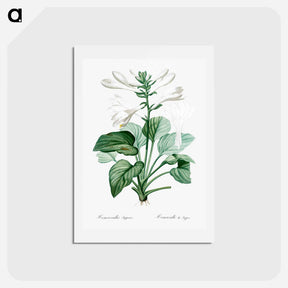 アートポストカード-Daylily illustration - ピエール ジョゼフ ルドゥーテ Postcard.