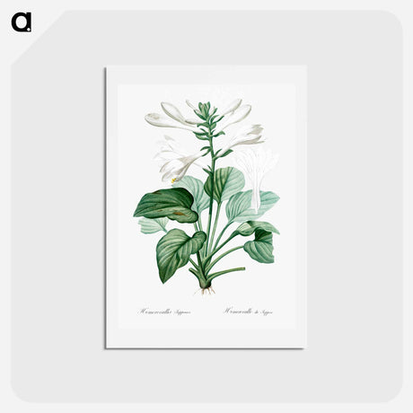 アートポストカード-Daylily illustration - ピエール ジョゼフ ルドゥーテ Postcard.