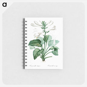 アートメモ帳-Daylily illustration - ピエール ジョゼフ ルドゥーテ Memo.