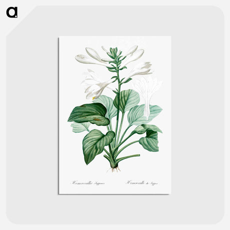 アートポストカード-Daylily illustration - ピエール ジョゼフ ルドゥーテ Postcard.