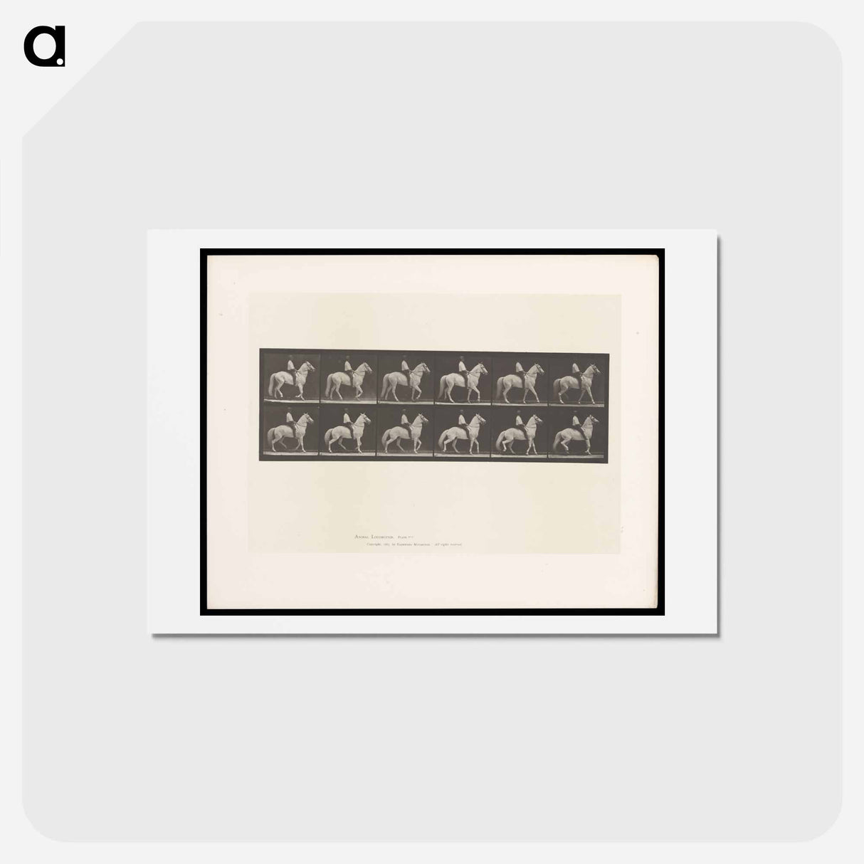 アートポストカード-Man on Horse
 - エドワード マイブリッジ Postcard.