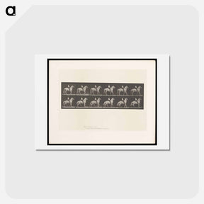 アートポストカード-Man on Horse
 - エドワード マイブリッジ Postcard.