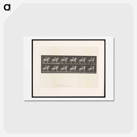 アートポストカード-Man on Horse
 - エドワード マイブリッジ Postcard.