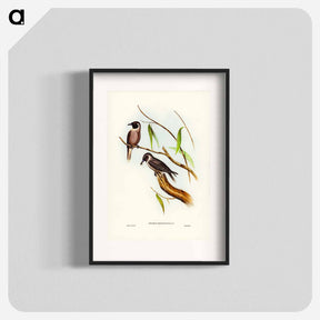 アートポスター-Masked Wood Swallow
 - ジョン グールド Poster.