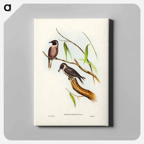 アートパネル-Masked Wood Swallow
 - ジョン グールド Canvas.
