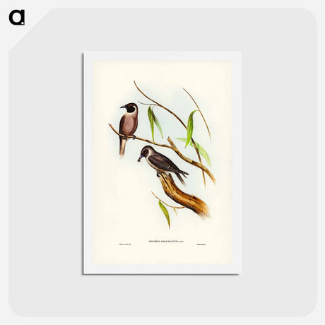 アートポストカード-Masked Wood Swallow
 - ジョン グールド Postcard.
