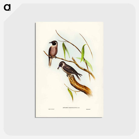 アートポストカード-Masked Wood Swallow
 - ジョン グールド Postcard.