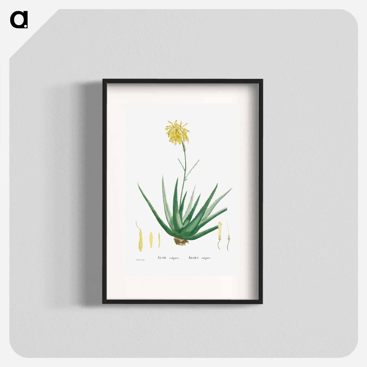 Aloe Vulgaris (Aloe Vera) - Pierre Joseph Redouté Poster.