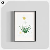 Aloe Vulgaris (Aloe Vera) - Pierre Joseph Redouté Poster.