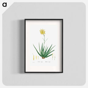 アートポスター-Aloe Vulgaris (Aloe Vera) - ピエール ジョゼフ ルドゥーテ Poster.