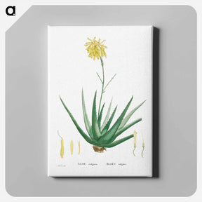 アートパネル-Aloe Vulgaris (Aloe Vera) - ピエール ジョゼフ ルドゥーテ Canvas.