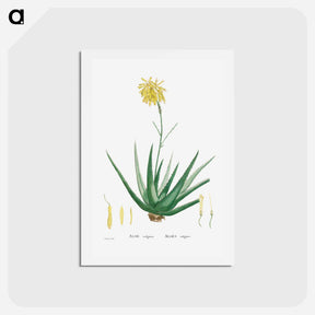 アートポストカード-Aloe Vulgaris (Aloe Vera) - ピエール ジョゼフ ルドゥーテ Postcard.