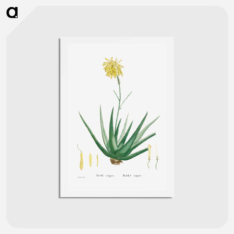 アートポストカード-Aloe Vulgaris (Aloe Vera) - ピエール ジョゼフ ルドゥーテ Postcard.