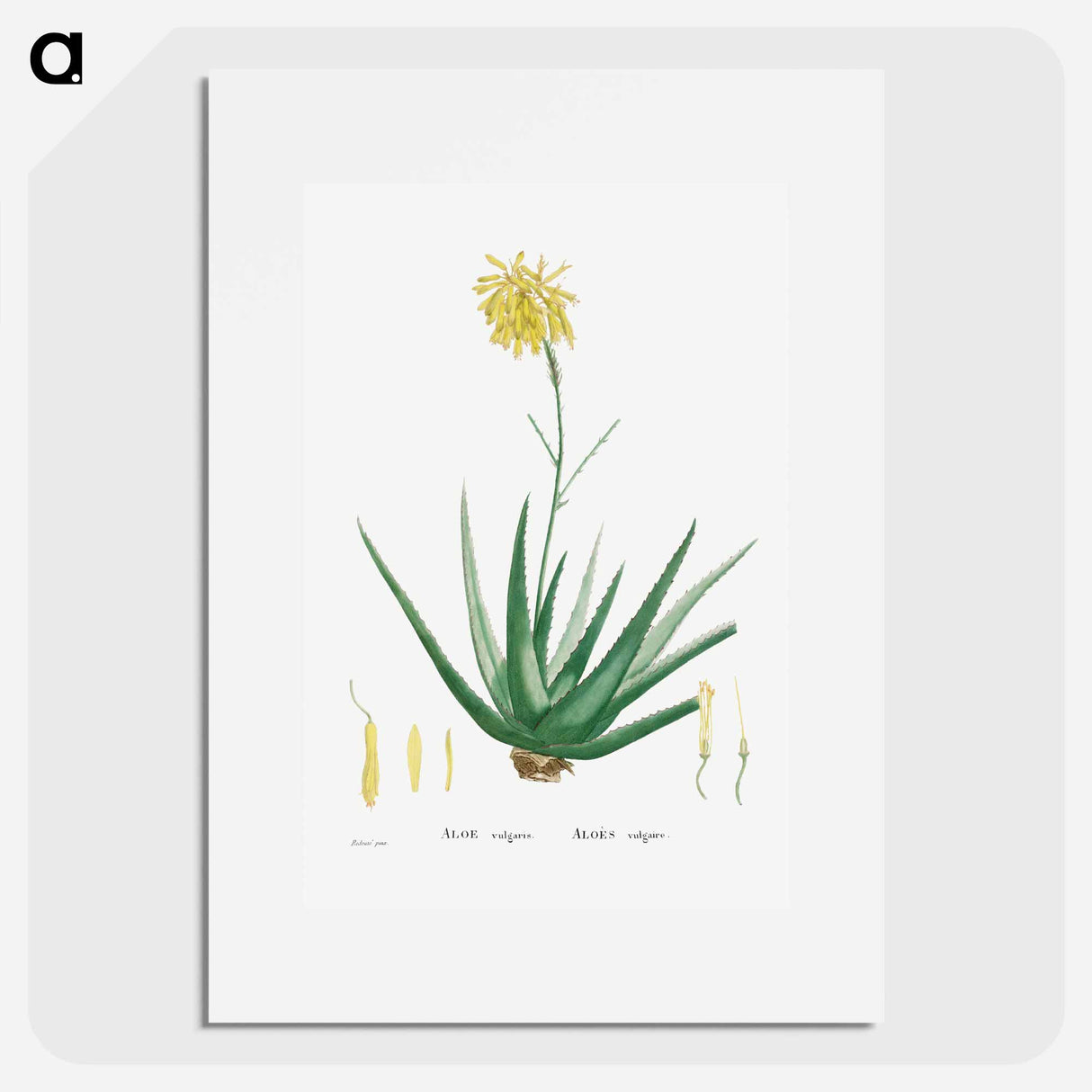 Aloe Vulgaris (Aloe Vera) - Pierre Joseph Redouté Poster.