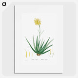 Aloe Vulgaris (Aloe Vera) - Pierre Joseph Redouté Poster.