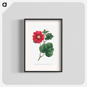 Seringapatam A Hollyhock
 - クリーブランド美術館 Poster.