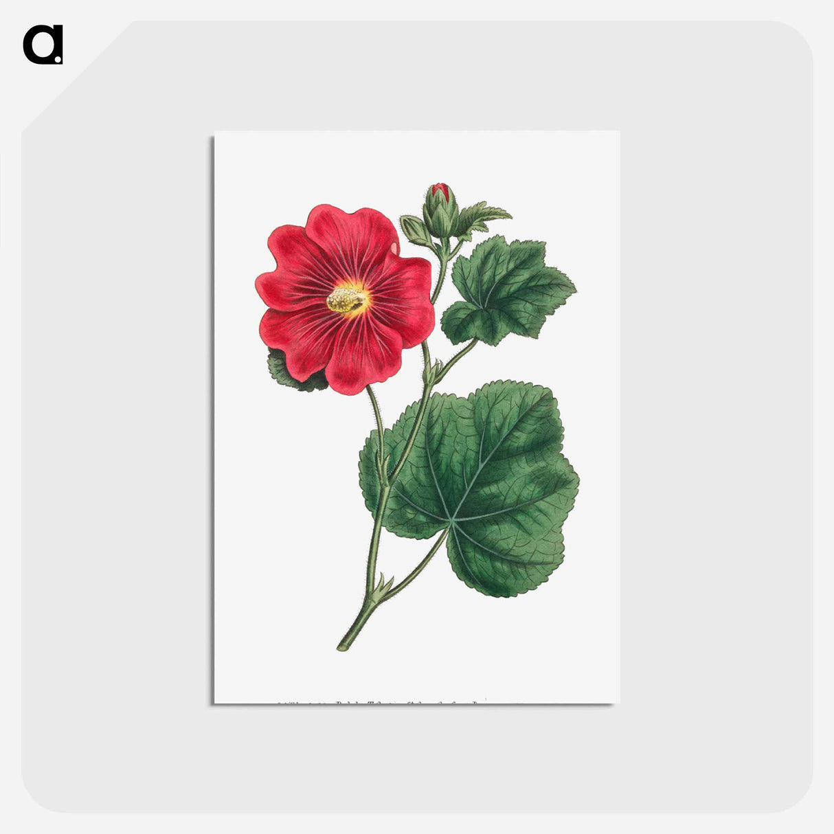 アートポストカード-Seringapatam A Hollyhock
 - クリーブランド美術館 Postcard.