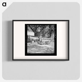 アートポスター-Untitled photo, possibly related to: Young son of tenant farmer gathering sticks for workers to string tobacco on. Granville County, North Carolina - ドロテア ラング Poster.