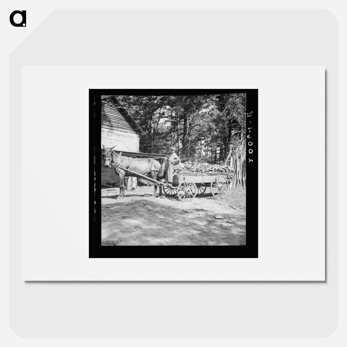 Untitled photo, possibly related to: Young son of tenant farmer gathering sticks for workers to string tobacco on. Granville County, North Carolina - ドロテア ラング Poster.