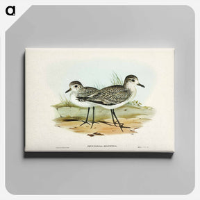 アートパネル-Grey Plover
 - ジョン グールド Canvas.