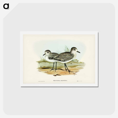 アートポストカード-Grey Plover
 - ジョン グールド Postcard.