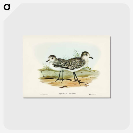 アートポストカード-Grey Plover
 - ジョン グールド Postcard.