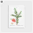 アートポストカード-Hillock bush - ピエール ジョゼフ ルドゥーテ Postcard.
