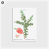 アートポストカード-Hillock bush - ピエール ジョゼフ ルドゥーテ Postcard.
