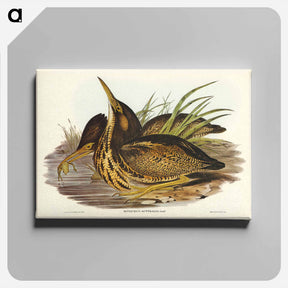 アートパネル-Australian Bittern
 - ジョン グールド Canvas.