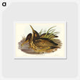 アートポストカード-Australian Bittern
 - ジョン グールド Postcard.