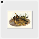 アートポストカード-Australian Bittern
 - ジョン グールド Postcard.