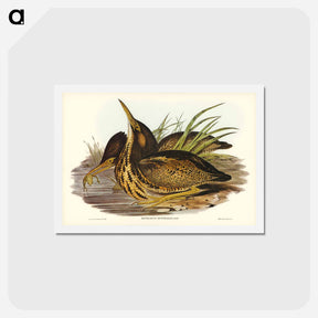 アートポストカード-Australian Bittern
 - ジョン グールド Postcard.
