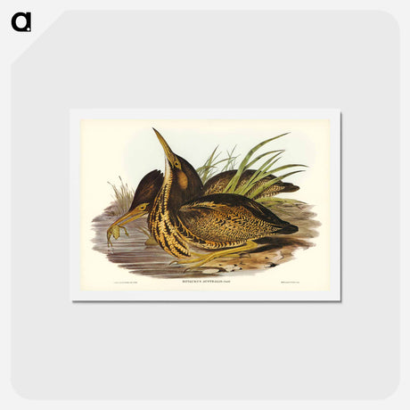 アートポストカード-Australian Bittern
 - ジョン グールド Postcard.