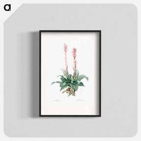 アートポスター-Latin American lady orchid illustration - ピエール ジョゼフ ルドゥーテ Poster.