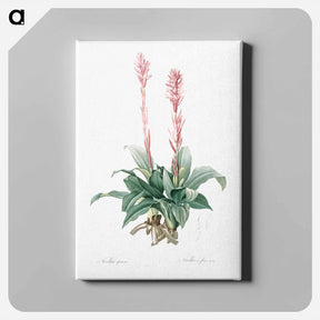 アートパネル-Latin American lady orchid illustration - ピエール ジョゼフ ルドゥーテ Canvas.