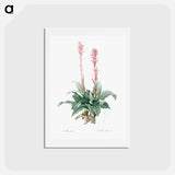 アートポストカード-Latin American lady orchid illustration - ピエール ジョゼフ ルドゥーテ Postcard.