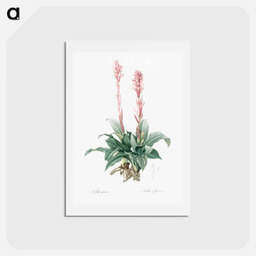 アートポストカード-Latin American lady orchid illustration - ピエール ジョゼフ ルドゥーテ Postcard.