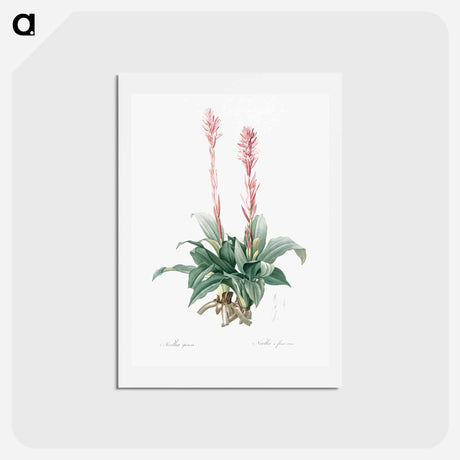 アートポストカード-Latin American lady orchid illustration - ピエール ジョゼフ ルドゥーテ Postcard.