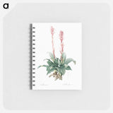 Latin American lady orchid illustration - ピエール ジョゼフ ルドゥーテ Memo.
