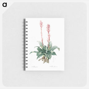 アートメモ帳-Latin American lady orchid illustration - ピエール ジョゼフ ルドゥーテ Memo.