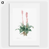 Latin American lady orchid illustration - Pierre Joseph Redouté Poster.