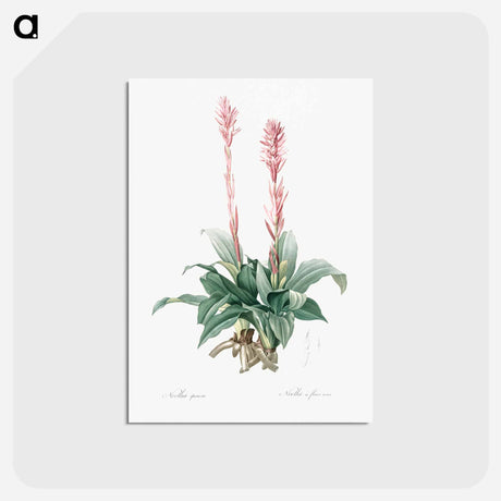 アートポストカード-Latin American lady orchid illustration - ピエール ジョゼフ ルドゥーテ Postcard.