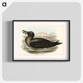 アートポスター-Sooty Albatross
 - ジョン グールド Poster.