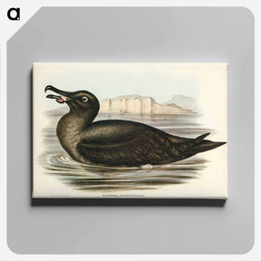 アートパネル-Sooty Albatross
 - ジョン グールド Canvas.