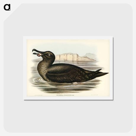 アートポストカード-Sooty Albatross
 - ジョン グールド Postcard.