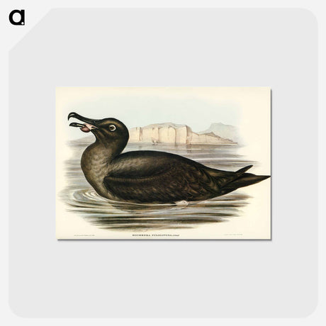 アートポストカード-Sooty Albatross
 - ジョン グールド Postcard.