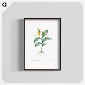 アートポスター-Yellow Lady's Slipper Orchid - ピエール ジョゼフ ルドゥーテ Poster.