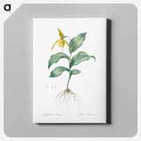 Yellow Lady's Slipper Orchid - ピエール ジョゼフ ルドゥーテ Canvas.