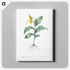 アートパネル-Yellow Lady's Slipper Orchid - ピエール ジョゼフ ルドゥーテ Canvas.