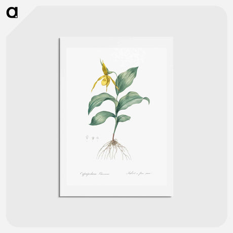 アートポストカード-Yellow Lady's Slipper Orchid - ピエール ジョゼフ ルドゥーテ Postcard.